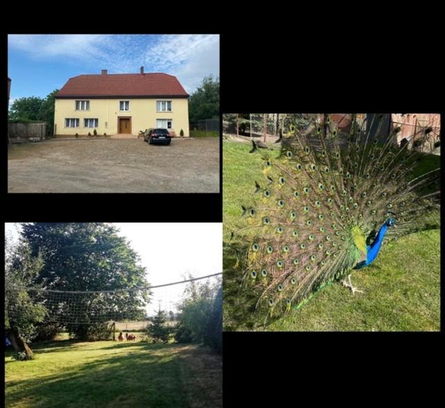 Pokoje Goscinne Pod Jabloniami Ujście-Darłowskie Exterior foto